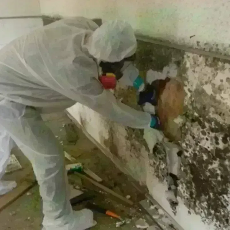 Mold Remediation and Removal in Perry, OK